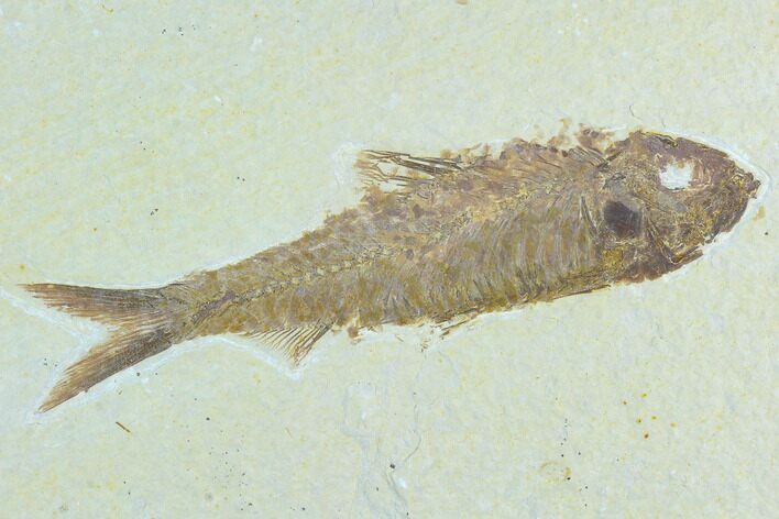 Fossil Fish (Knightia) - Green River Formation #122807
